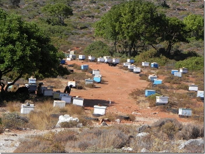 5 Beehives Crete (1024x768)