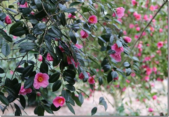 Which are the best Camelias - Gardening | Learning with Experts