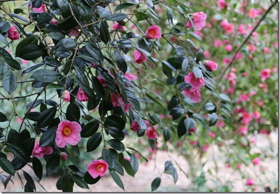 Camellias