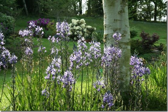 camassia leichtlinii in grass