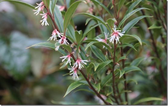 Sarcococca hookeriana var. dignya