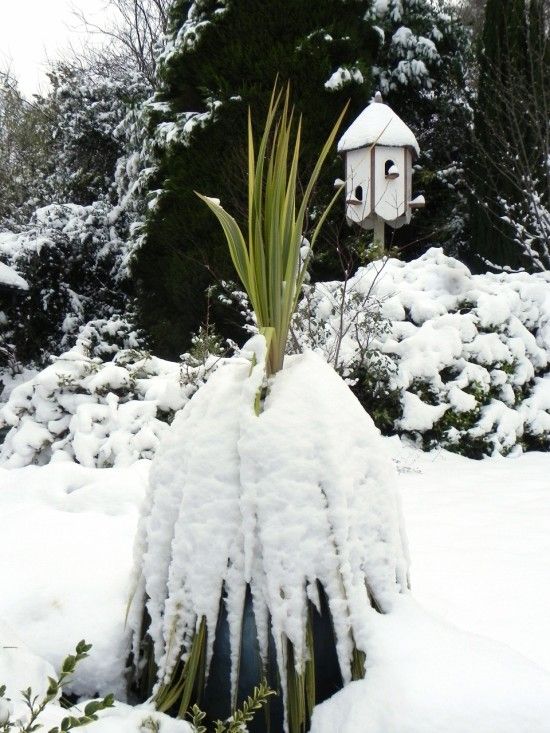 Cordyline in snow 