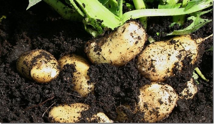 8 New potatoes ready to harvest