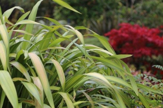 Phormium 'Yellow Wave'