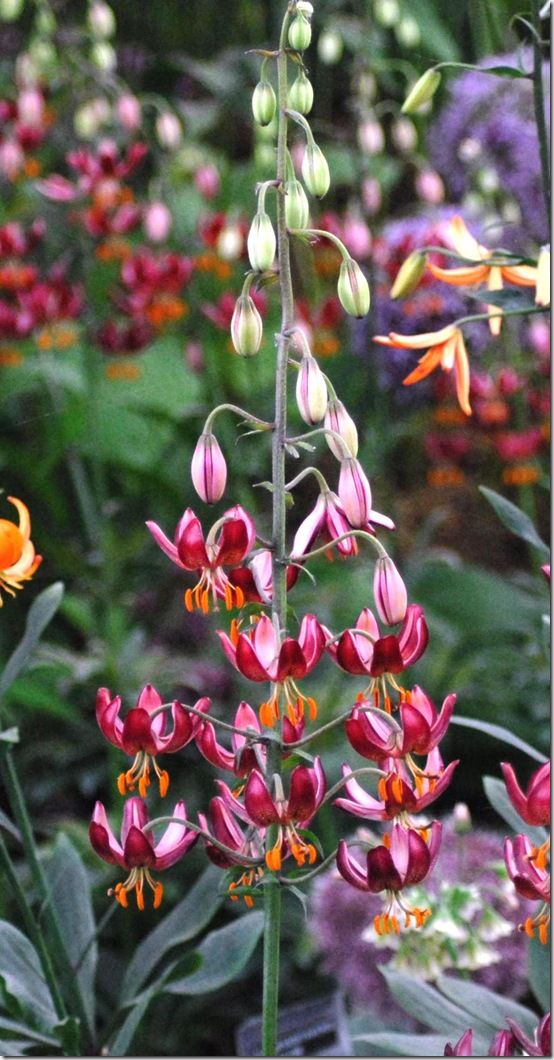 Lilium martagon Claude Shride