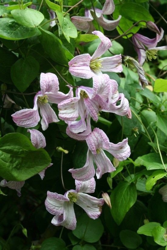 Clematis viticella 'Pagoda'