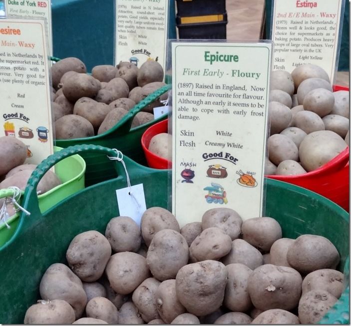 2 Seed potatoes on sale