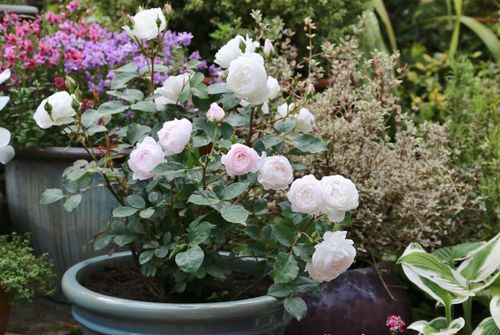 How to Prepare a Large Planter Pot for Planting - The Fabulous Garden