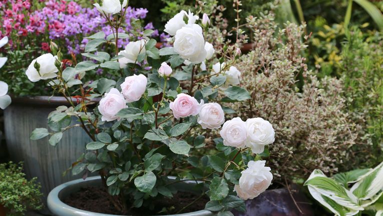 How to Grow and Care for Rose Bushes