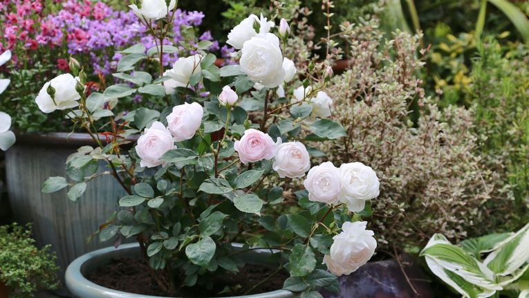 How to Grow Roses in Containers