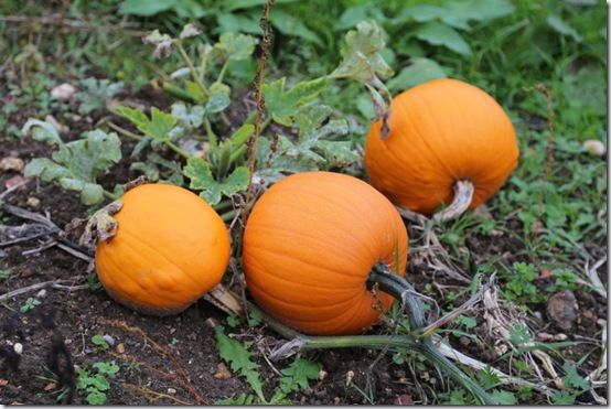 6. Small pumpkins 