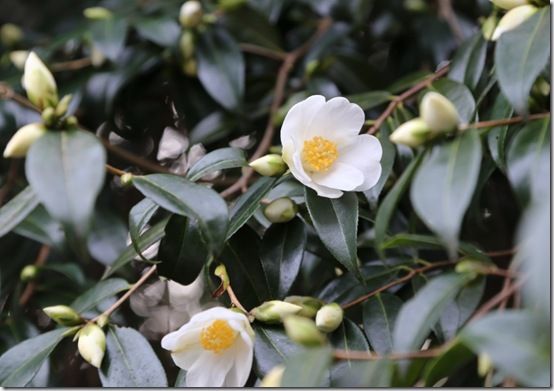 Camellia 'Cornish Snow'