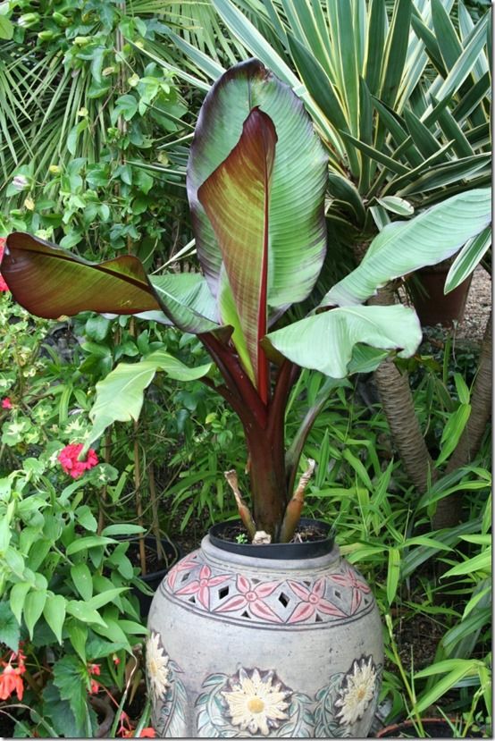 Exotic pot 