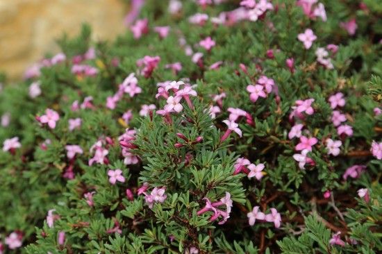 Daphne 'Kilmeston'
