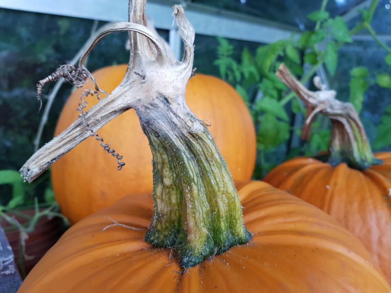 A ripening pumpkin