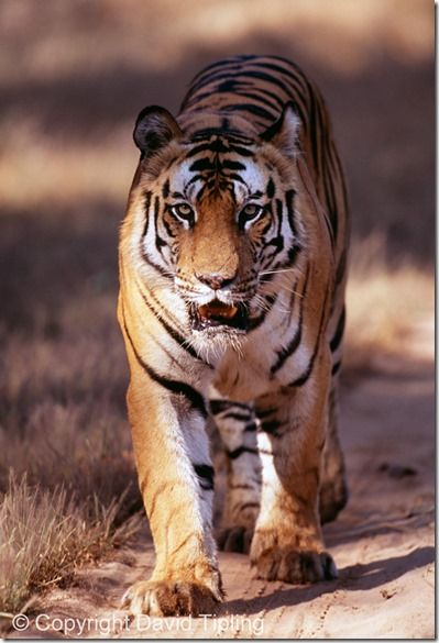 Bengal Tiger, Panthera tigris, male, Bandavgarh National Park, India