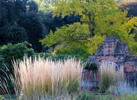 Calamagrostis 'Karl Foerster'