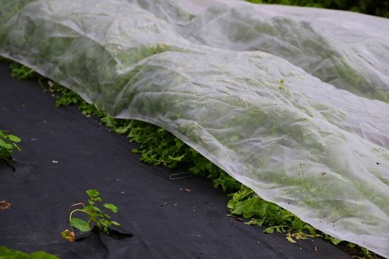 7 laid over growing crops (1024x683)