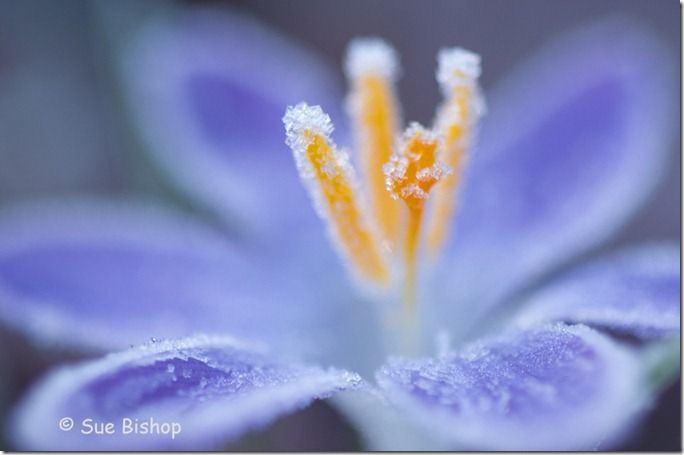 crocus with frost