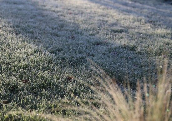 Frosty lawn