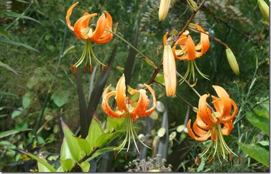 Lilium henryi