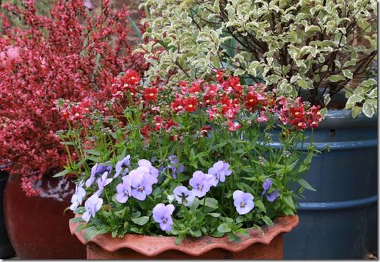 Nemesia Terracotta and Viola Endurio