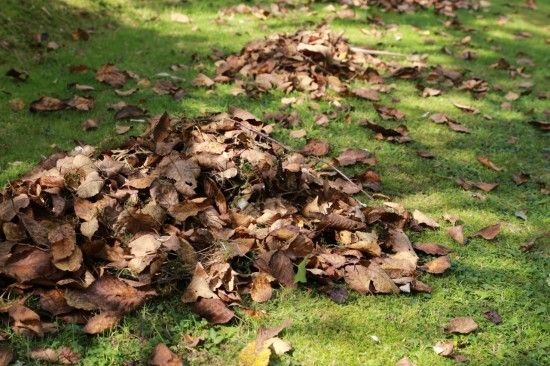 Fallen leaves