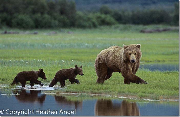 Brown bear with cubs of the year