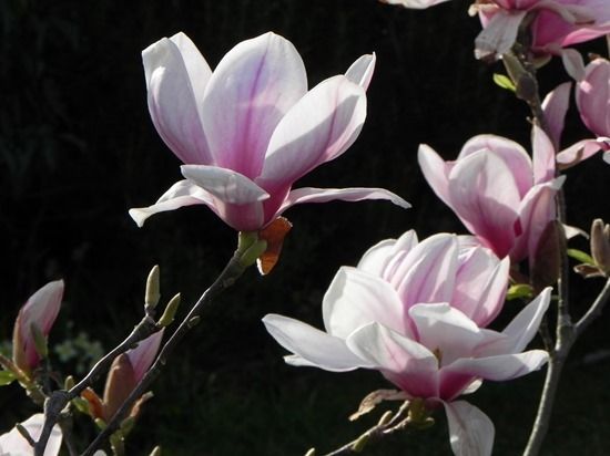 10 Magnolia soulangeana