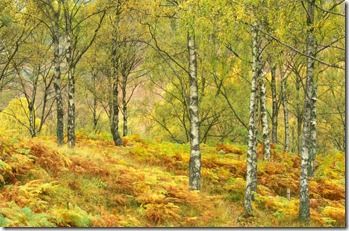 silver birches in autumn - straight