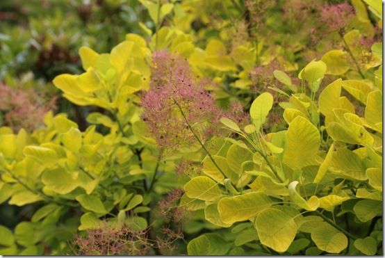 7 Cotinus 'Golden Spirit' flowers 