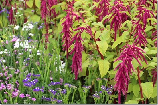 amaranthus and statice