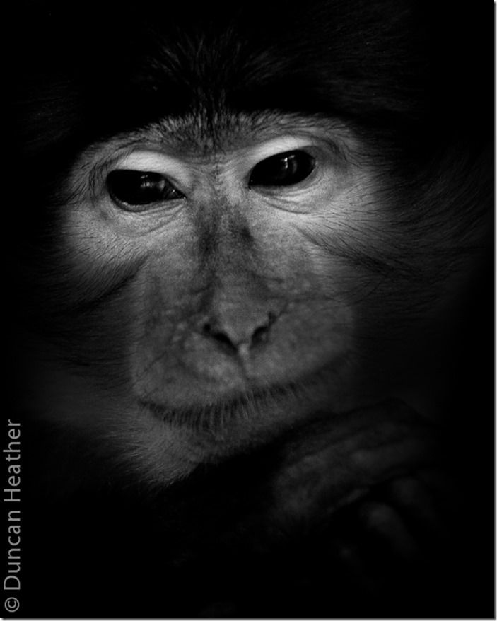 White-naped Mangabey