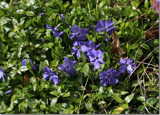 Vinca minor 'Bowles Variety'