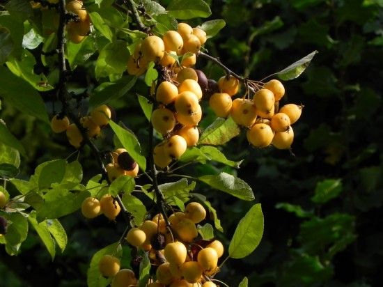 Malus 'Golden Hornet' - fruit