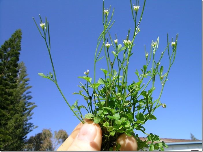 Cardamine_hirsuta_plant3_(12083096226)