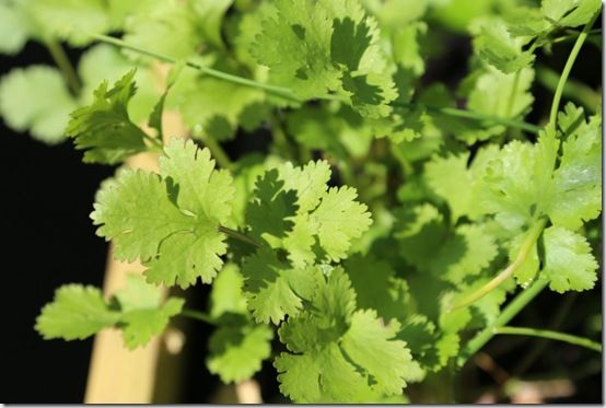 Coriander