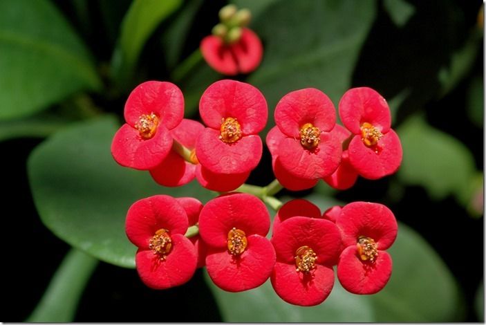 6 Euphorbia millii