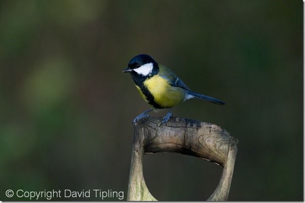 Great Tit Parus major Norfolk autumn