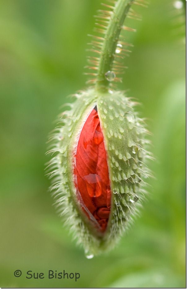 poppy bud