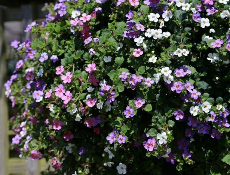 bacopa hanging basket