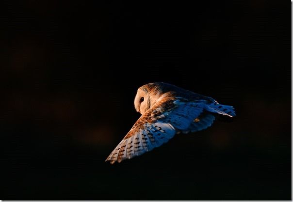 Barn Owl tyto alba hunting North Norfolk January