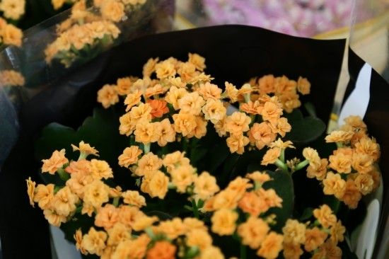 Kalanchoe