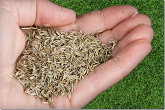 Online courses, sowing a new lawn, how to sow a new lawn, grass seed, lawns, lawn seed, Lawn care, Lawn maintainance, Ground preparation, grass seed mix,