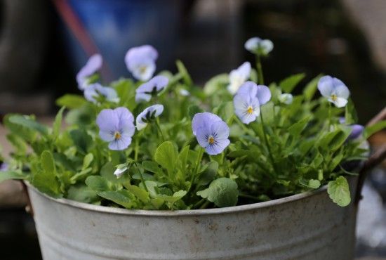 Viola Sky Martien Light Blue