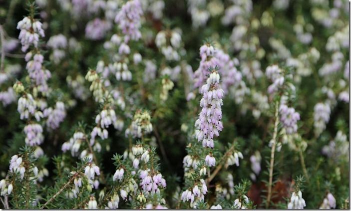 3 Erica carnea