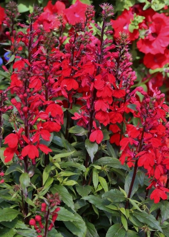 10 Lobelia - red (571x800)