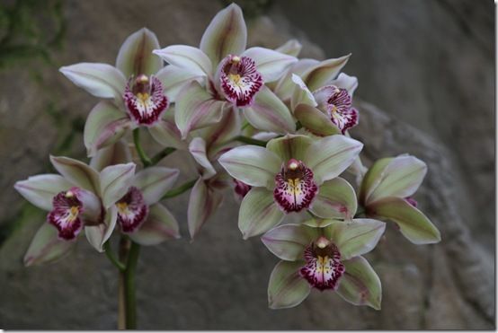 Cymbidium hybrid