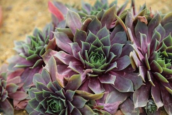 Architectural semperbvivum