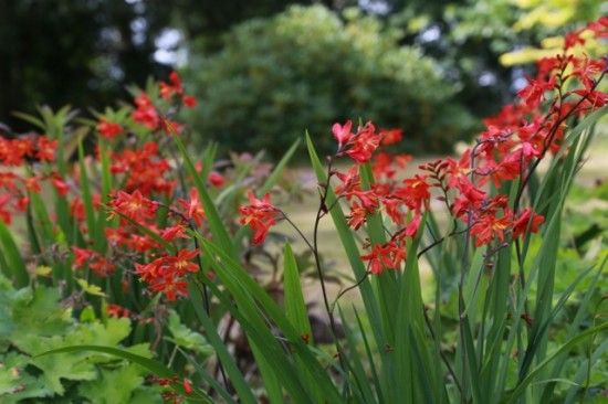 Crocosmia 'Carmin Brilliant